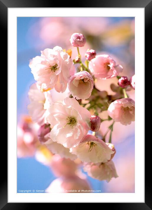 Cherry Blossom  Framed Mounted Print by Simon Johnson