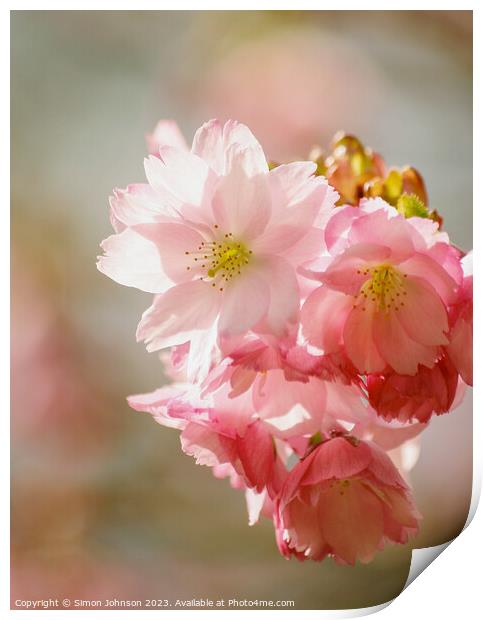 Cherry blossom  Print by Simon Johnson
