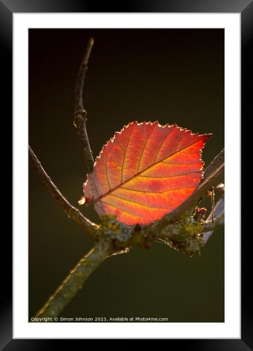 sunlit leaf Framed Mounted Print by Simon Johnson