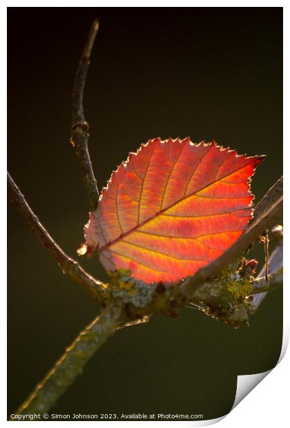 sunlit leaf Print by Simon Johnson