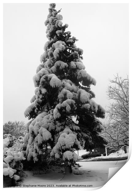 Snow covered tree Print by Stephanie Moore