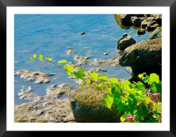 Leaves in the rocks Framed Mounted Print by Stephanie Moore