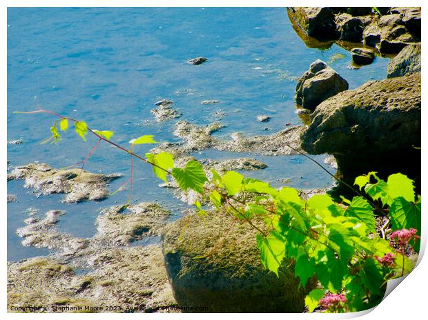 Leaves in the rocks Print by Stephanie Moore