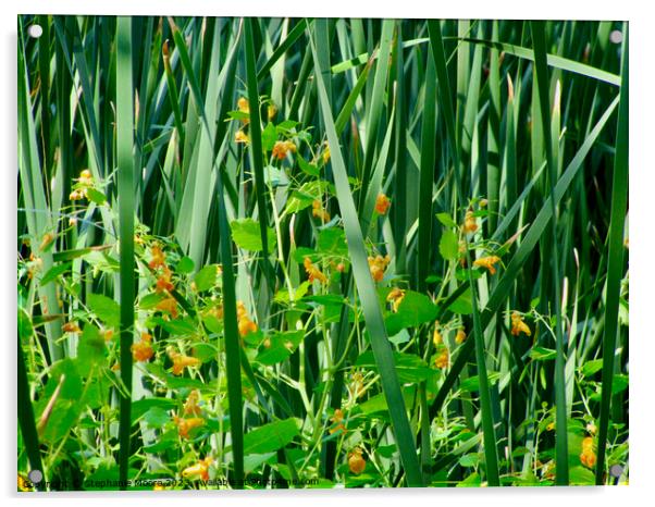 Reeds and wildflowers Acrylic by Stephanie Moore
