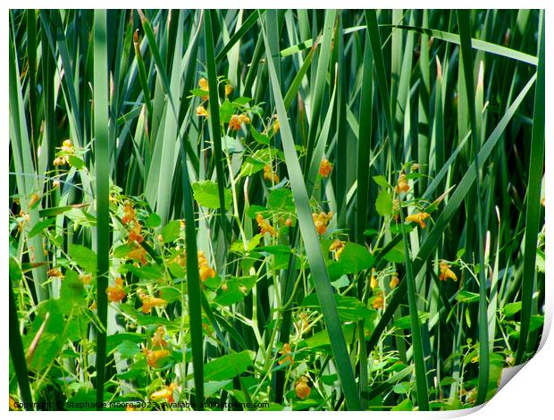 Reeds and wildflowers Print by Stephanie Moore