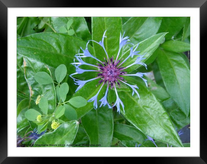 Blue Flower Framed Mounted Print by Stephanie Moore