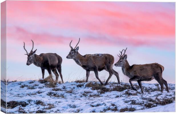 Red Deer Stags at Dawn Canvas Print by Derek Beattie