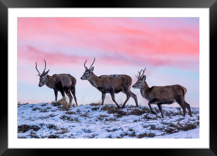 Red Deer Stags at Dawn Framed Mounted Print by Derek Beattie