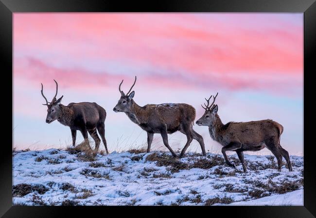 Red Deer Stags at Dawn Framed Print by Derek Beattie