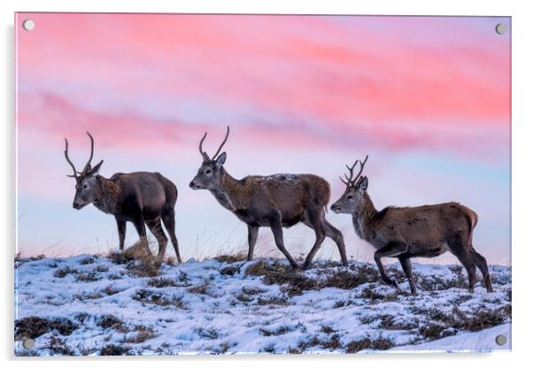 Red Deer Stags at Dawn Acrylic by Derek Beattie