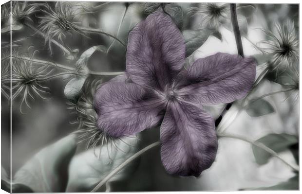 Clematis Canvas Print by Kathleen Stephens