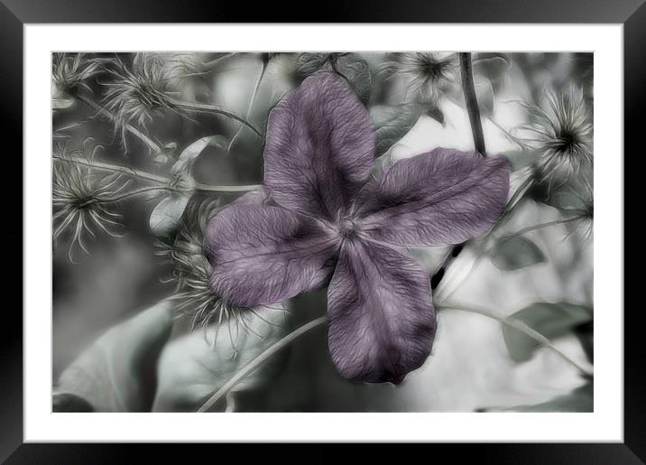 Clematis Framed Mounted Print by Kathleen Stephens