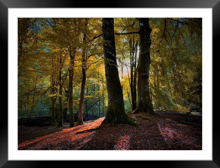 Autumn glow Framed Mounted Print by Clive Ashton