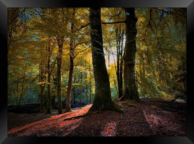 Autumn glow Framed Print by Clive Ashton