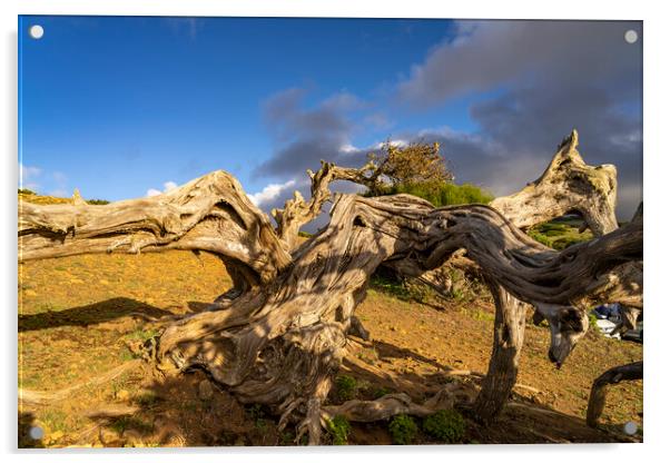 Juniper tree at El Sabinar, El Hierro Acrylic by peter schickert