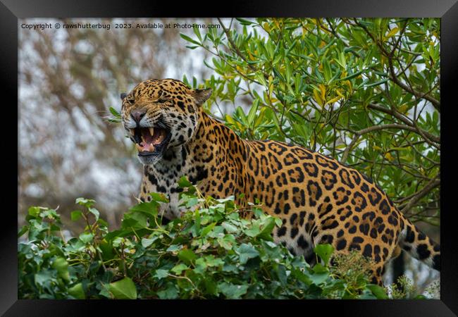 Jaguar Growl Framed Print by rawshutterbug 