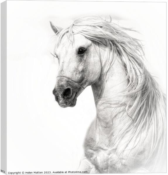 Majestic Camargue Stallion Canvas Print by Helkoryo Photography