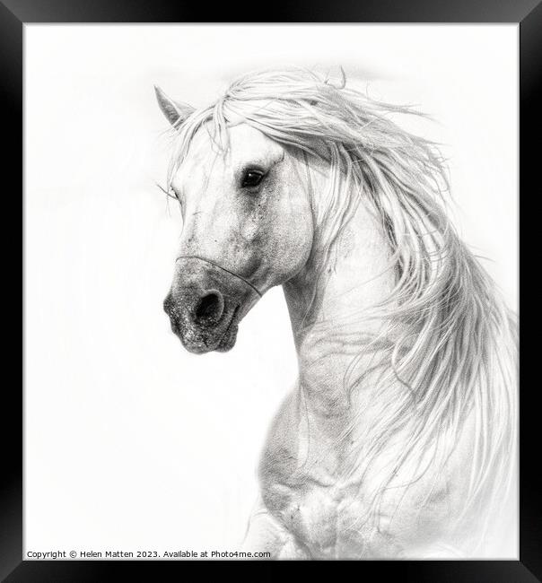 Majestic Camargue Stallion Framed Print by Helkoryo Photography