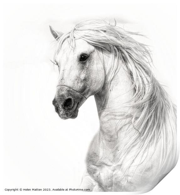 Majestic Camargue Stallion Print by Helkoryo Photography