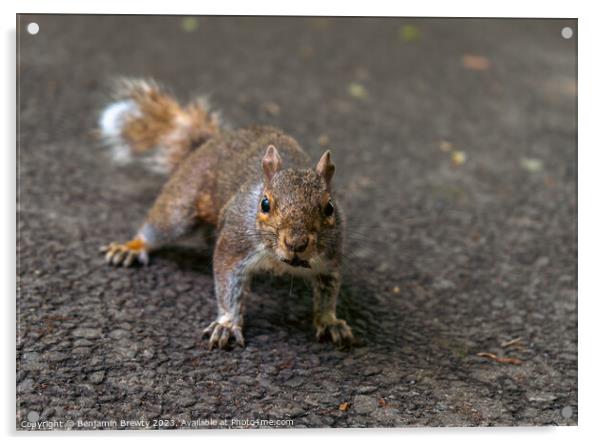 Mr Squirrel  Acrylic by Benjamin Brewty