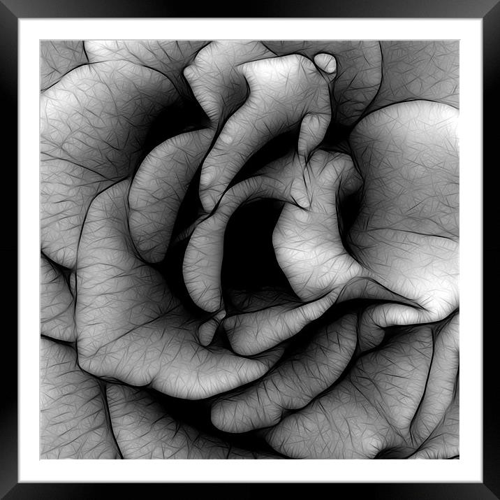 Rose in Black and White Framed Mounted Print by Kathleen Stephens