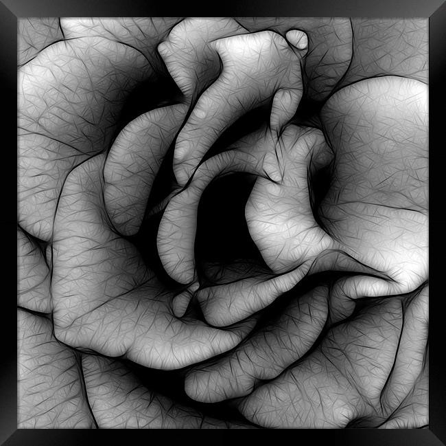 Rose in Black and White Framed Print by Kathleen Stephens