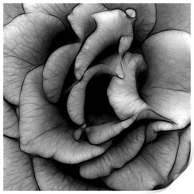 Rose in Black and White Print by Kathleen Stephens
