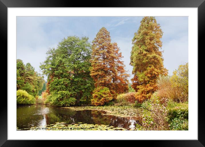 Deciduous conifers turning color Framed Mounted Print by Sally Wallis