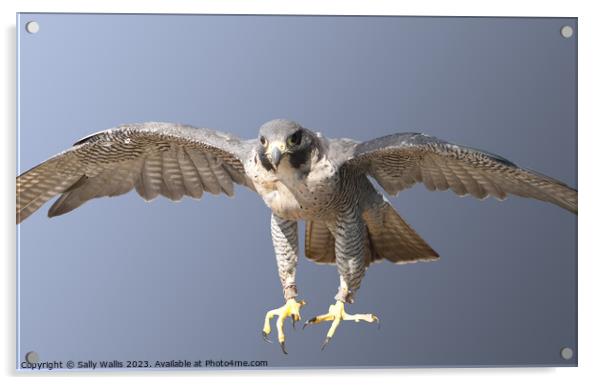 Peregrin Falcon Acrylic by Sally Wallis