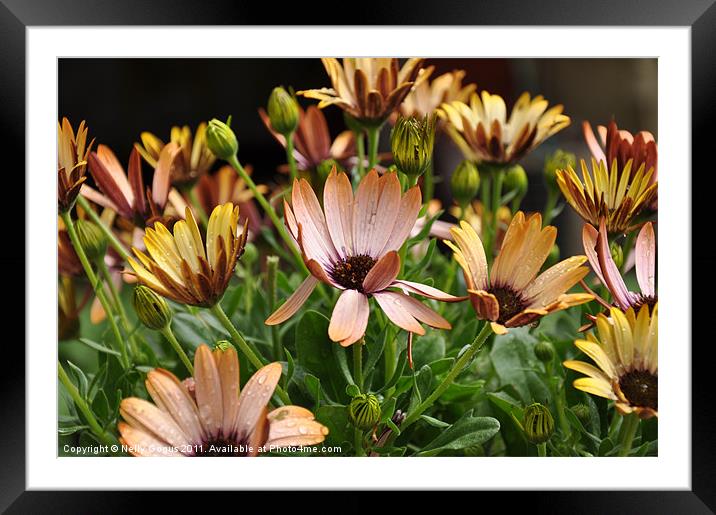 Flowers Framed Mounted Print by Nelly Gogus
