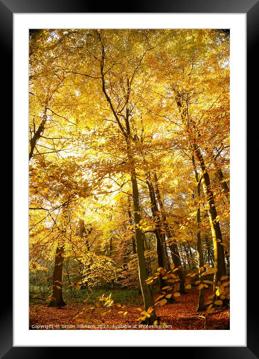Sunlit autumnal woodland  Framed Mounted Print by Simon Johnson