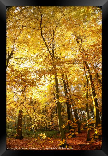 Sunlit autumnal woodland  Framed Print by Simon Johnson