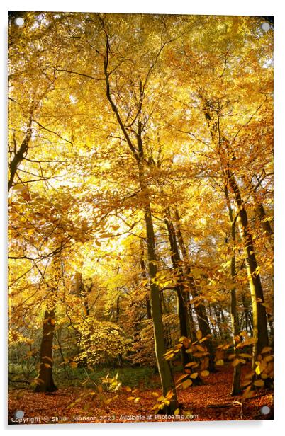 Sunlit autumnal woodland  Acrylic by Simon Johnson