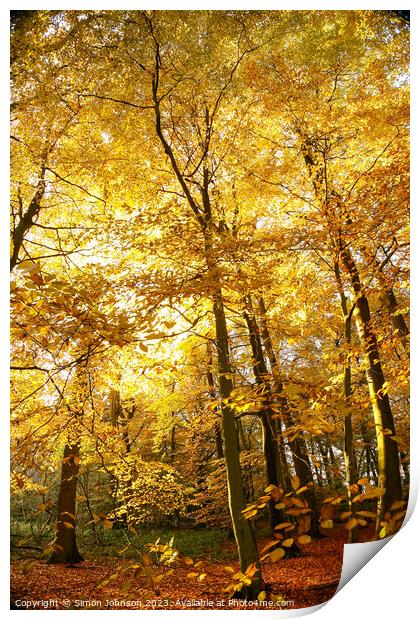 Sunlit autumnal woodland  Print by Simon Johnson