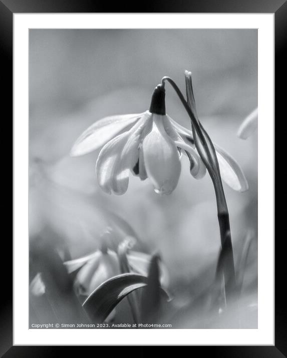 Snowdrop In monochrome  Framed Mounted Print by Simon Johnson