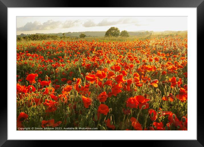 Sunlit poppies  Framed Mounted Print by Simon Johnson