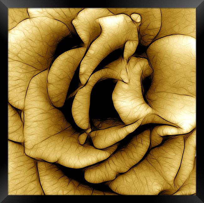 Yellow Rose in Macro Framed Print by Kathleen Stephens