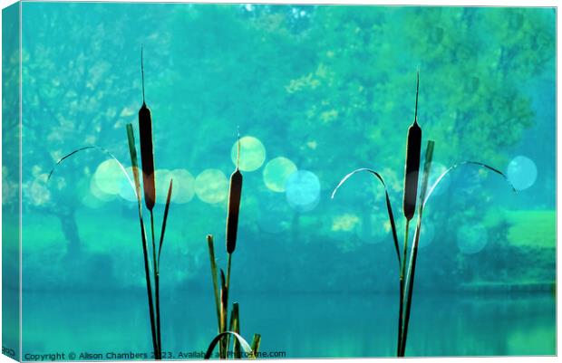 Bulrush Reeds Canvas Print by Alison Chambers