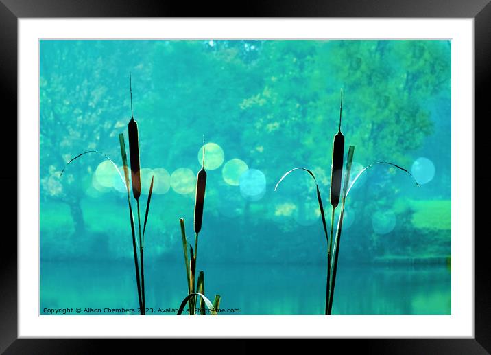 Bulrush Reeds Framed Mounted Print by Alison Chambers