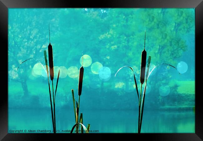 Bulrush Reeds Framed Print by Alison Chambers