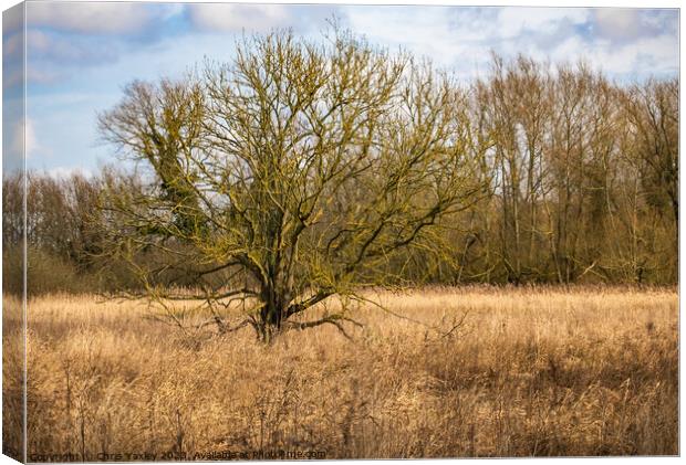 All alone Canvas Print by Chris Yaxley