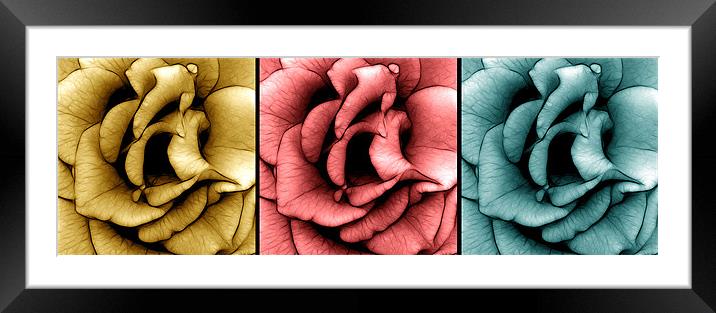 Three Roses in Macro Framed Mounted Print by Kathleen Stephens
