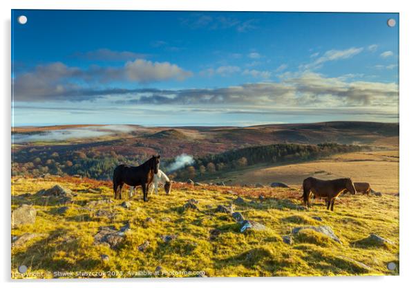 Dartmoor Ponies Acrylic by Slawek Staszczuk