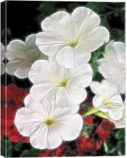 White Petunias Canvas Print by Kathleen Stephens