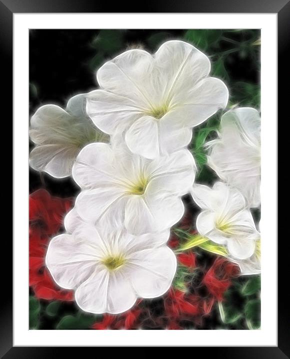 White Petunias Framed Mounted Print by Kathleen Stephens