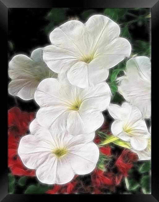 White Petunias Framed Print by Kathleen Stephens