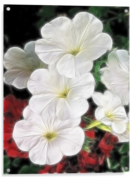 White Petunias Acrylic by Kathleen Stephens