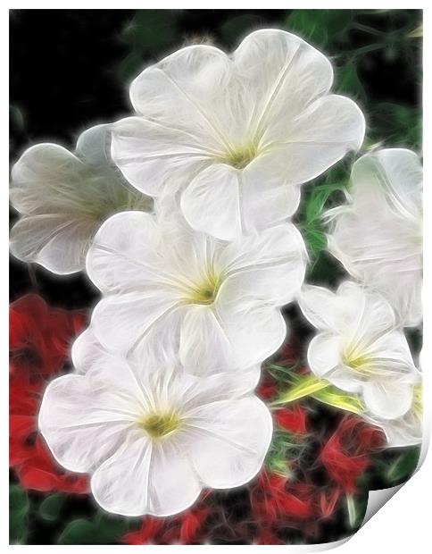 White Petunias Print by Kathleen Stephens