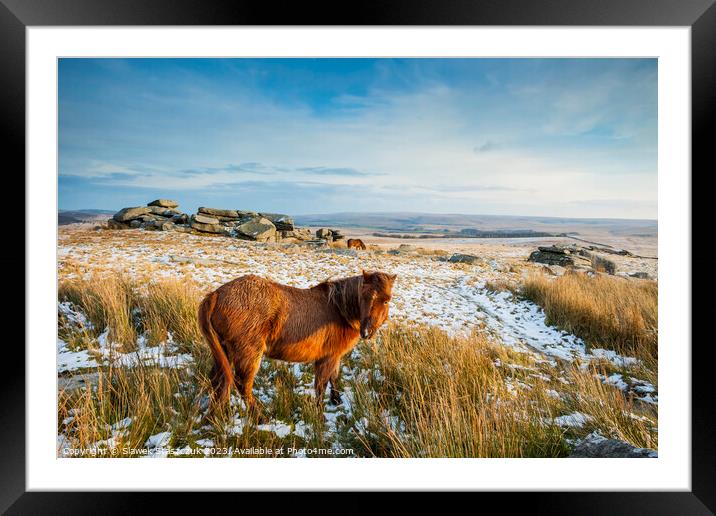 Dartmoor Pony Framed Mounted Print by Slawek Staszczuk