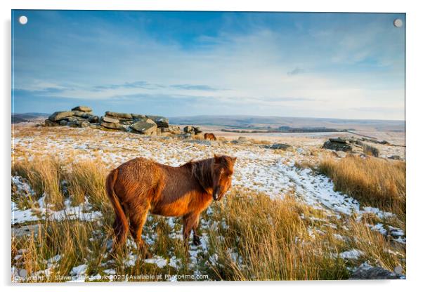 Dartmoor Pony Acrylic by Slawek Staszczuk